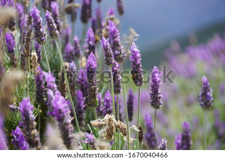 Lavander field with bees in the noon on Salta provence in Argentina, with some desert landscape with cactus Royalty-Free Stock Photo #1670040466