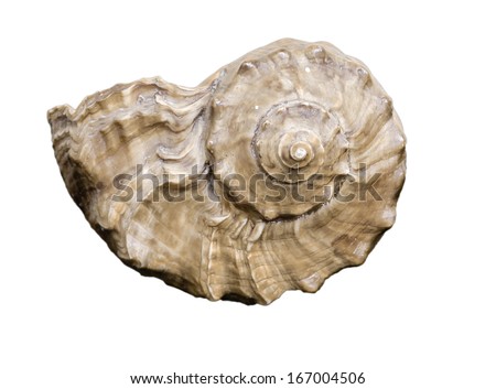 Isolated on white Snail Shell.