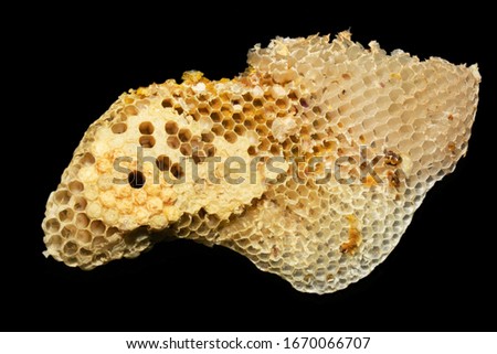 Bee eggs pictures, Bee brood