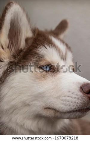brown white feather 3 month old puppy siberian wolf