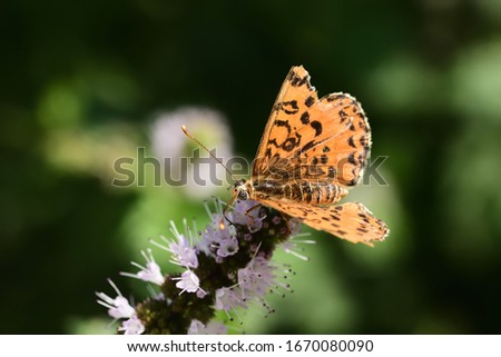 Isolated specimen of butterfly of the species Melitaea didyma, the spotted fritillary or the red band fritillary, on wild mint flowers.