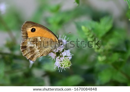 Isolated specimen of butterfly of the species meadow brown (Maniola jurtina) resting on wild mint flowers.