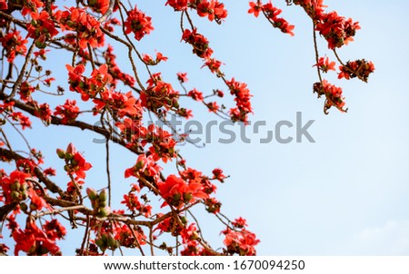 Background,frame and border  picture of Chinese style  texture pattern of red kapok. isolate on bright sky background.