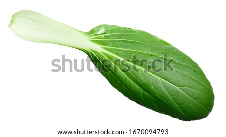 Baby bok choy, pak choi or pok choi, a Chinese chard (Brassica rapa subsp. chinensis), top view Royalty-Free Stock Photo #1670094793