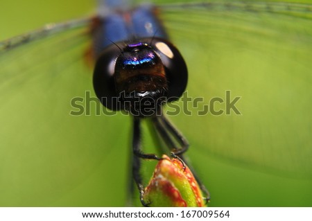 Blue dasher dragonfly.