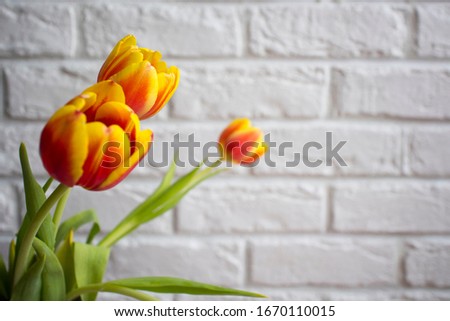 beautiful bouquet of tulips on a background of white brick wall, copy space
