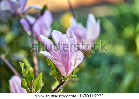 Magnolia tree blossom with blurred green background.