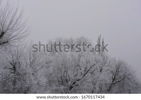 Beautiful velvet trees under a cover of white snow, bright hoarfrost and beautiful snowflakes in the winter in the city of Dnipro.