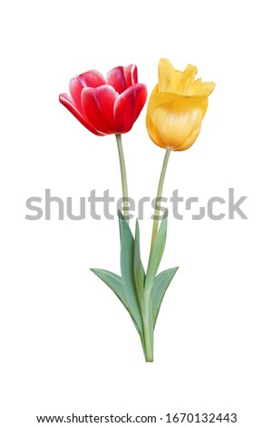 Red and Yellow Tulips flowers are blooming isolated on white background with clipping path