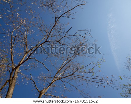 Trees, twigs and sky, forest