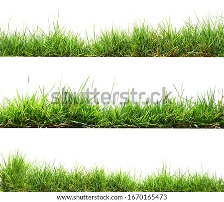 green grass isolate on white background