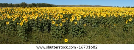 Field of sunflowers with horizont. Horizontal panoramic view.