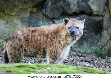 Spotted Hyena at Taiwan Zoon