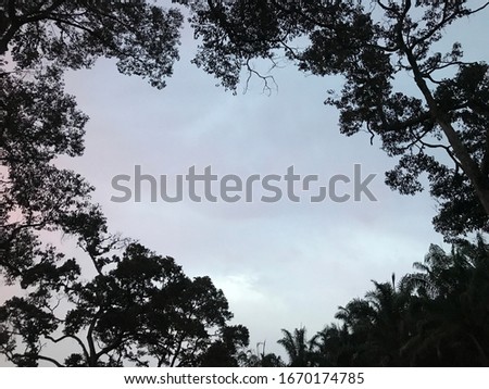 The silhouette view of tree branches. 
