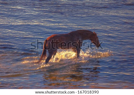 the horse in the sea