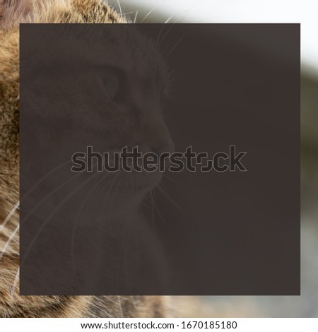 European cat on background, colorful frame above, space for tex
