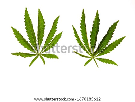 two green hemp leaves isolated on a white background