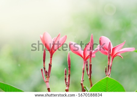 A close up to pink Plumeria flowers and sunlight for blur background.