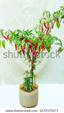 Red Chili Plant Grow in Pot