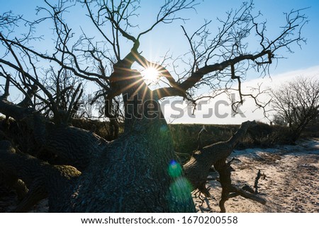 Dead tree at the beach with beautiful sun star in the middle of the picture shining through the branches