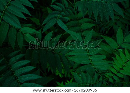 stock photo of dark green tropical foliage. can be used as wallpaper or background.