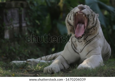 A white bengala tiger is yawning.