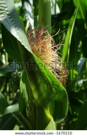Corn growing on a stalk Royalty-Free Stock Photo #1670210