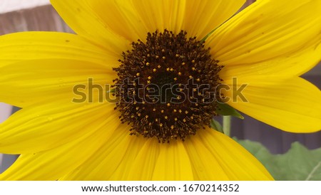 Sunflower Blossoming In The Field