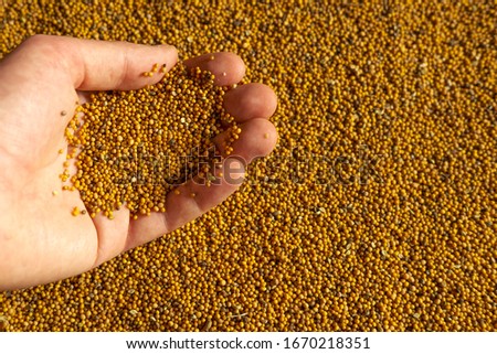 Yellow mustard seeds in the left hand against many other seeds. Preparation for spring crops of green manure.