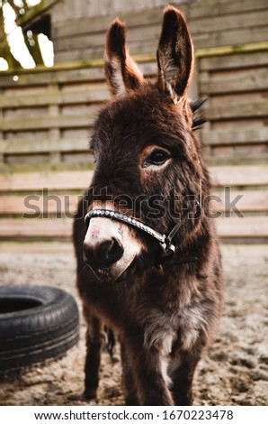 A cute, brown miniature donkey with a halter with bling posing for the picture.
