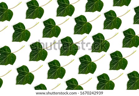 natural fresh green leaves isolated on white background