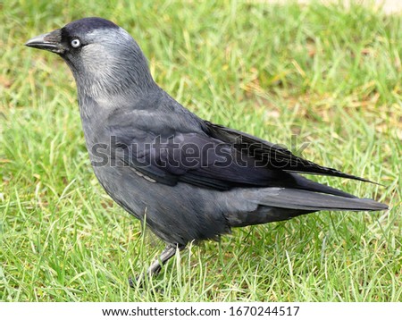 The western jackdaw Coloeus monedula, also known as the Eurasian jackdaw, European jackdaw, or simply jackdaw, is a passerine bird in the crow family.  Royalty-Free Stock Photo #1670244517