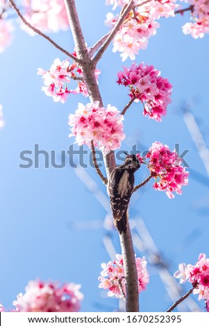 A pygmy woodpecker picks out a snack in a cherry blossom tree