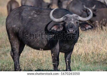Close up profile of a cape buffalo looking at the camera in Masai Mara, Kenya