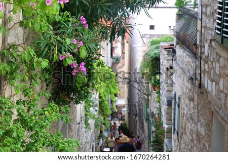 Plants and gardens in the narrow alley of town Hvar, on island Hvar, Croatia. Selective focus.
