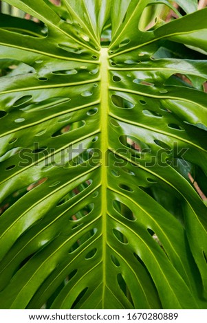 close-up of green tropical palm leaf
