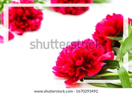 Flowers composition. Red peonies flowers on white background. Flat lay, top view. Summer concept.