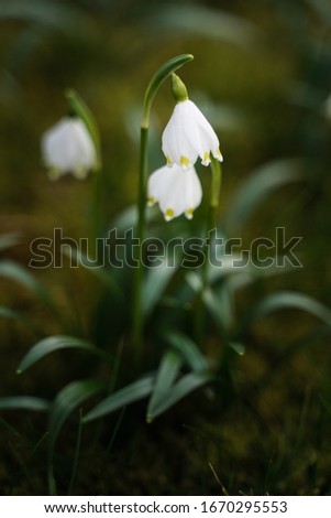 Close-up from Märzenbecher/spring snowdrops with a rich green background - moody spring picture