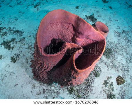 Volcano Sponges - Giant Barrel Sponge, Great Vase, Siliceous are in Phylum Porifera - The Pore Bearers, are common inhabitants of tropical coral reef - They are Aquatic Animals of Indo Pacific Ocean.