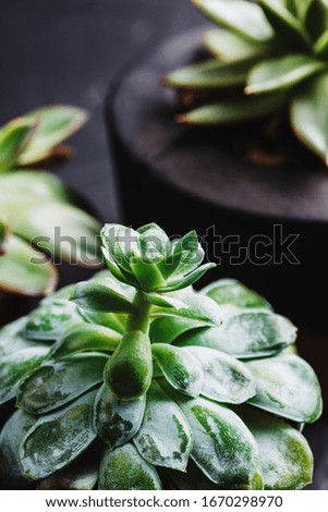 Small green succulents on a black concrete background, home garden, decorative indoor evergreen plant