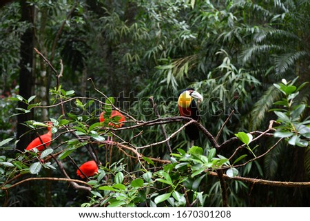 variegated black and yellow toucan in vivo in a national park in brazil