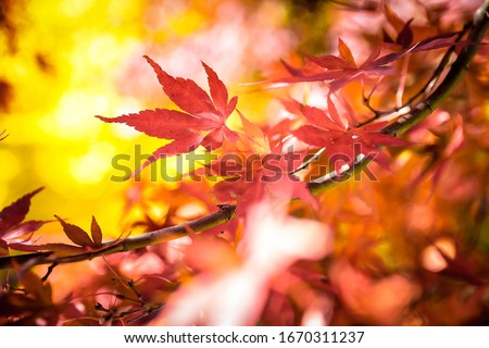 these are red maple leaf in the Japan's autumn. 