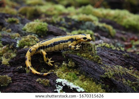 Fire salamander (Salamandra salamandra), Spain