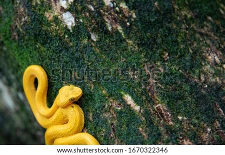 Bright golden yellow eyelash viper Bothriechis schlegelii on treetrunk Cahuita National Park wild dangerous deadly animal waiting Cahuita National Park rainforest Royalty-Free Stock Photo #1670322346