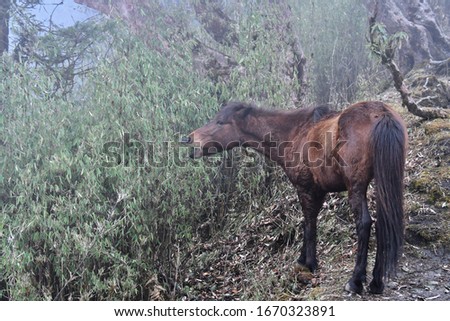 Scenery portrait of the white horse living in the mountain forest at Pokhara, Nepal