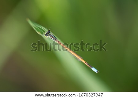 Macro photos of dragon fly with grass background