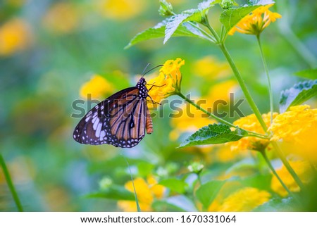 Monarch butterfly sitting on the flower plant and drinking nectar in its natural habitat
