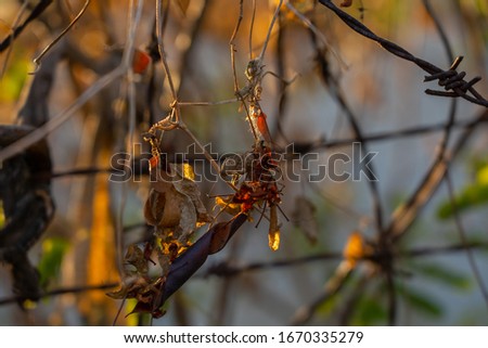 sunset background dried leaves plant green brown abstract spider web dead flora flowers beautiful colorful weather bright sunny day 
