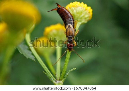 Common earwig on a flower                               
