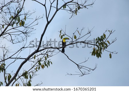 Keel billed Toucan Ramphastos sulfuratus sitting on branch Costa Rica Cahuita Central America Rainforest jungle wild colorful sulfur breasted or rainbow billed toucan sitting on treetop 